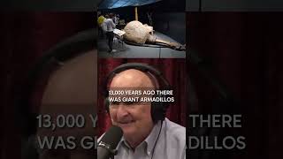 Giant Armadillos The Size Of A Volkswagen - Joe Rogan