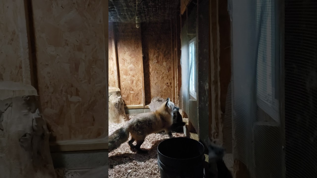 Evy talking to a beach ball in the yard