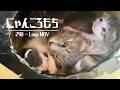 【子猫の記録】にゃんころもち／24時間ループ放映中