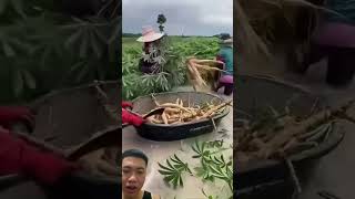 Thu Hoạch Sắn Vào Mùa Lũ Có Lợi Hay Hại