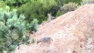 Coyote Family in La Cañada, La Jolla, CA