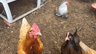 Back Yard Chickens  Clucking, Eating & Dust Bathing  #chickens #backyardchickens