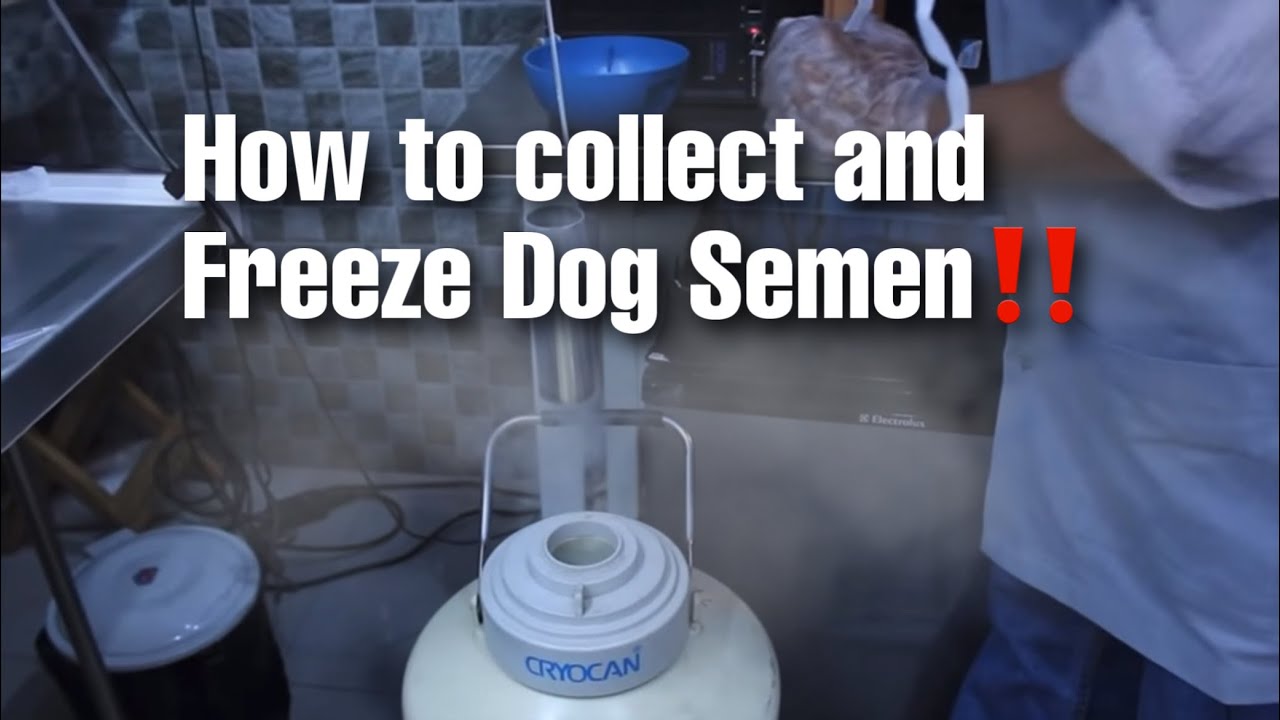 Как собрать и заморозить сперму собаки.