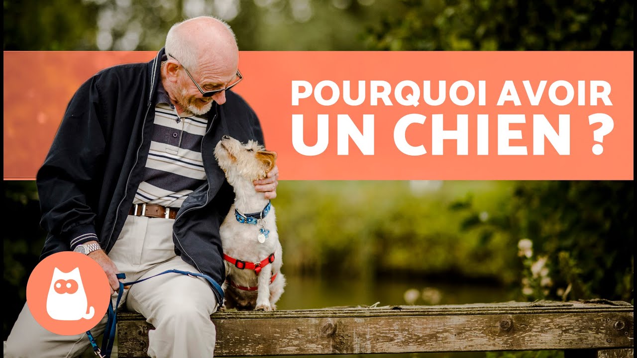 10 AVANTAGES D'AVOIR UN CHIEN 🐶 | Pourquoi adopter un chien ? - YouTube