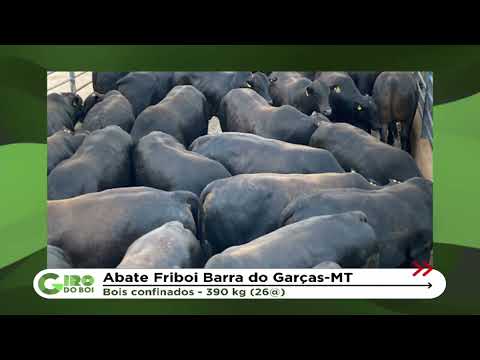 O GADO EM DESTAQUE DA REGIÃO DE BARRA DO GARÇAS