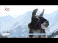 Le lama un compagnon idal pour une sortie en famille