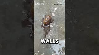 Why Can't Snails And Slugs Touch Salt?