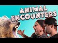 Funny/Crazy Animal Encounters!