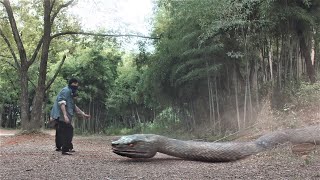 The big snake suddenly woke up, and the guy almost became the big snake lunch!