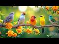 Relaxing After Work Gentle Piano Birdsong For Deep Focus 