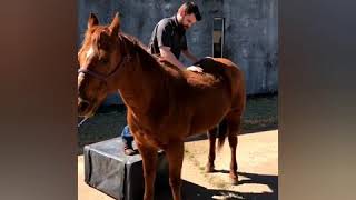 Horse Adjustment  Equine Chiropractic Compilation