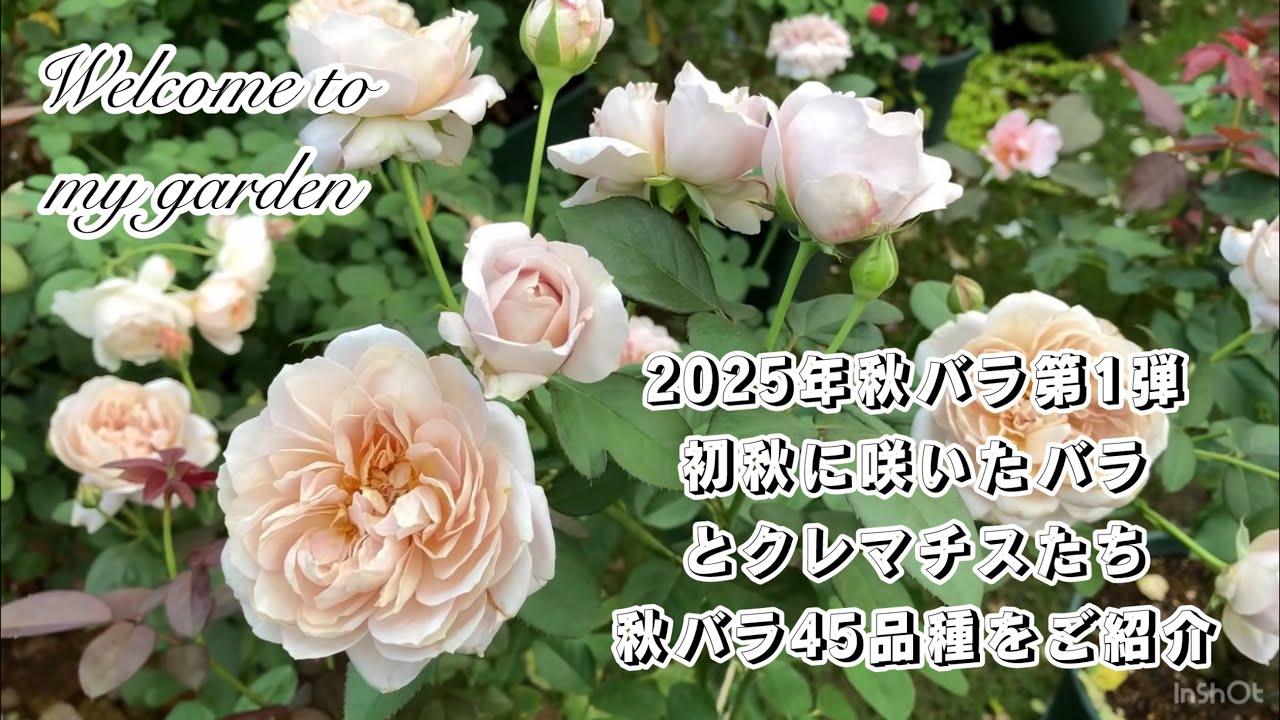 2025年秋バラ第1弾 初秋に咲いたバラとクレマチスたち 秋バラ45品種をご紹介【ポム，メアリーレノックス，パニエ，シャーウッドなど】
