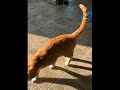 #funny #funnyshorts #viral #viralshorts#comedy #fails#prank#cute#reaction#wholesome #respect#shorts