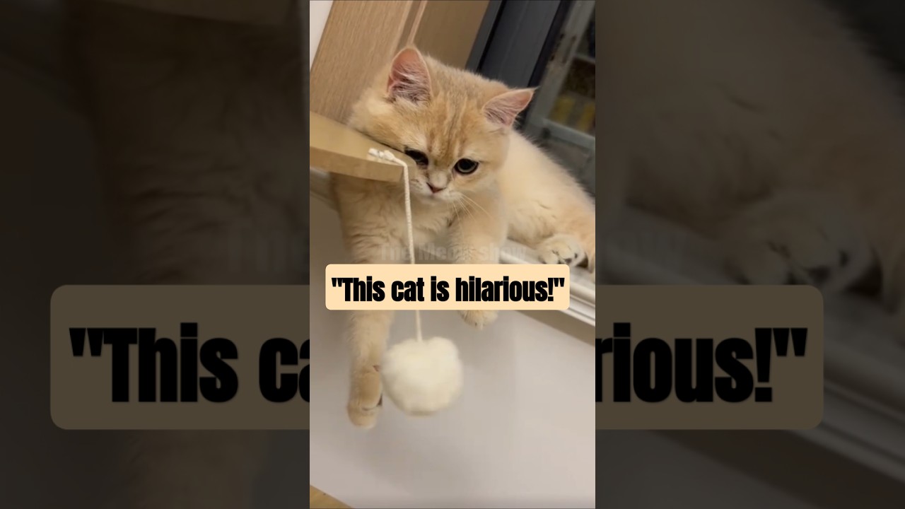 FUNNIEST CAT VIDEOS OF THE WEEK 