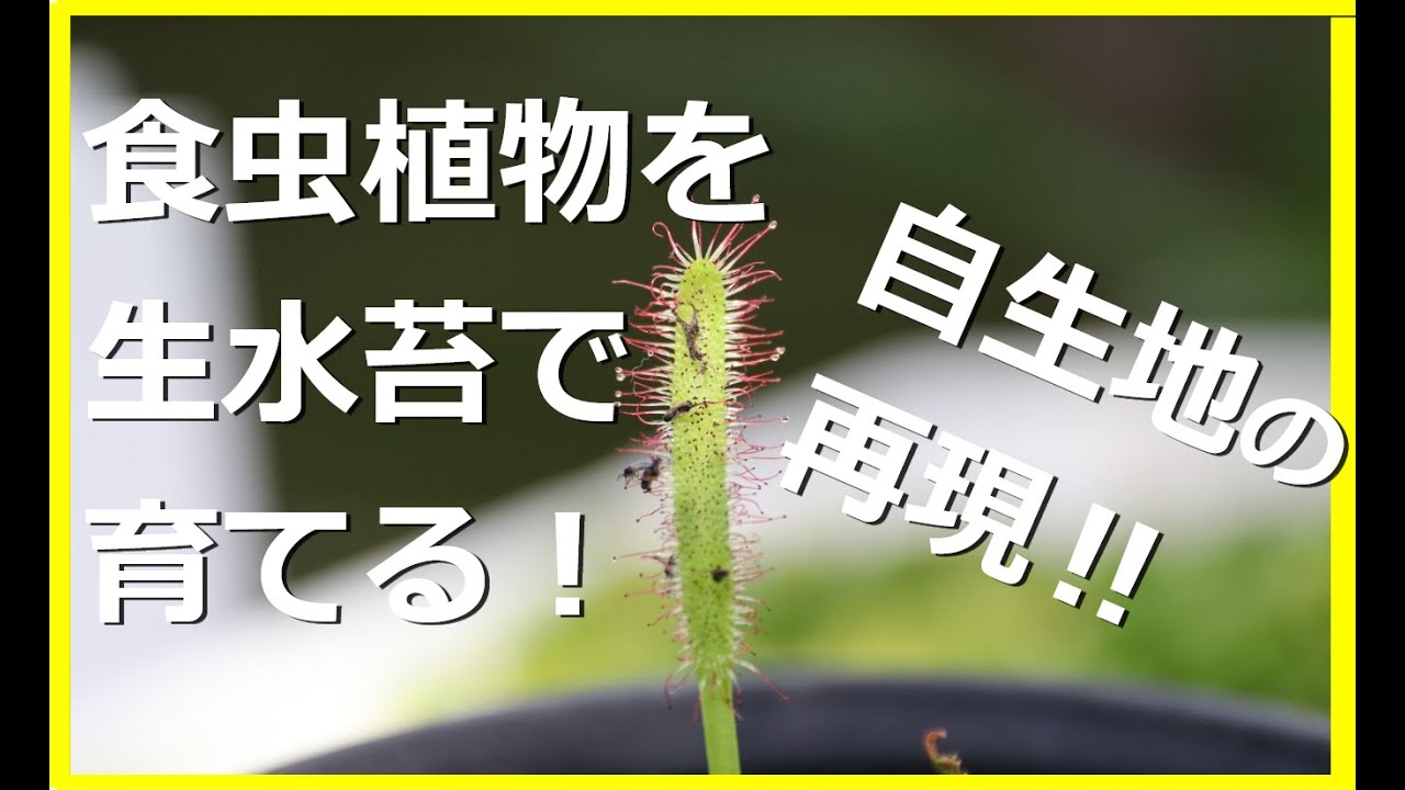 食虫植物を生水苔で育てる 生水苔に生えるモウセンゴケ 購入方法は 万年青にはどう使う 万年青の豊明園 Carnivorous Plants And Sphagnum Moss Youtube