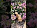 Frizzle? Polish? Silkies? Hydrangeas? #chickens #farm #homestead #flowers #hydrangeas #chicks