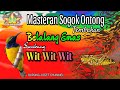 Masteran Sogok Ontong Tembakan Belalang Emas Sambung Wit Wit Wit DURASI PANJANG