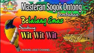 Masteran Sogok Ontong Tembakan Belalang Emas Sambung Wit Wit Wit DURASI PANJANG