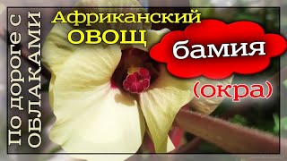 Бамия или Окра. Африканский овощ. Что это? Как вырастить?