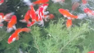 Goldfish of Fish World Pakistan