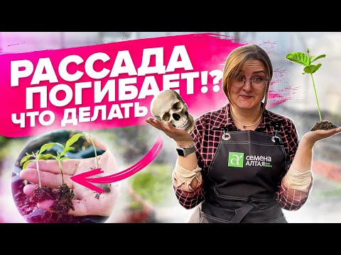 КАК ЛЕЧИТЬ РАССАДУ?! Что не хватает растениям?! Оэдема, вытянутая рассада и другие проблемы