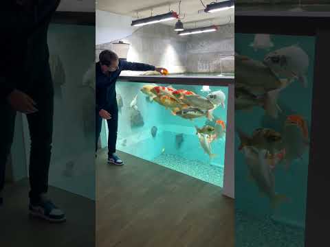 Video: Şüşə perch - akvarium balığı