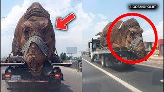 Esto es lo que HUBIERA PASADO SI NO se HUBIERAN EXTINTO los DINOSAURIOS