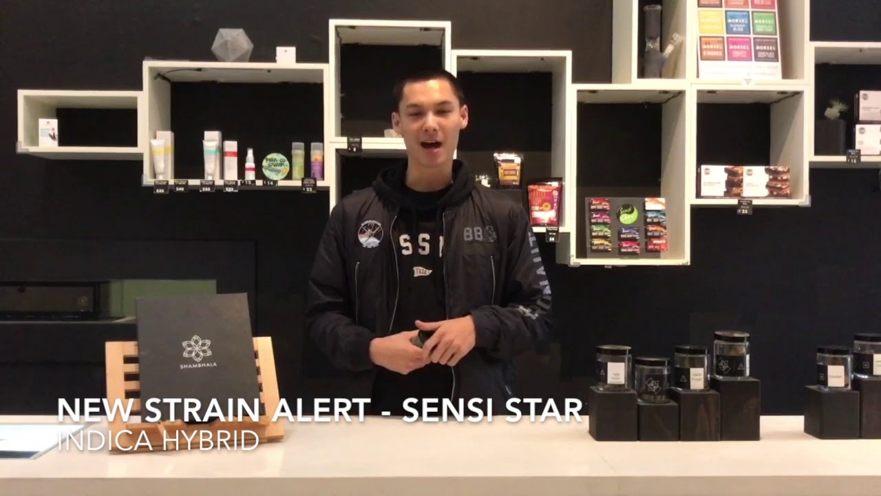 New Strain Alert | Sensi Star | Indica Hybrid | Shambhala MCC