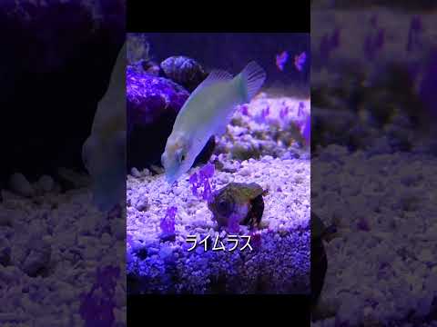 ミズタマハゼ、ライムラス、貝をお迎え|New Tank Mates (90x45cm水槽)