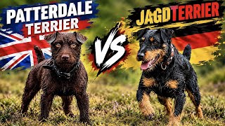 Patterdale Terrier 🇬🇧 vs Jagdterrier 🇩🇪 | Size, Temperament & Hunting Ability