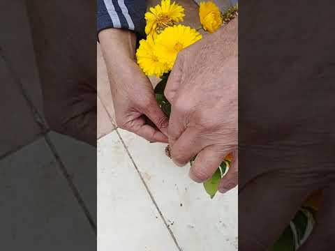 بذور الأقحوان   وبذور كتان الزهور  