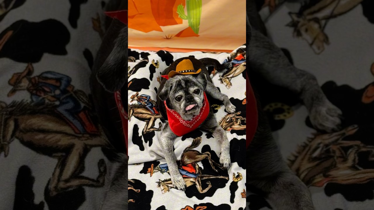 Celebrating my pugs 15th birthday! 