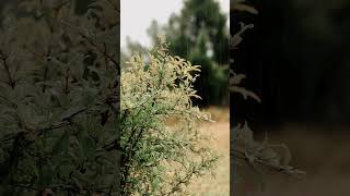 Download Lagu Tidurlah Dengan Guntur Dan Suara Hujan Deras #meditation #relaxing #relax #relaxingmusic MP3 Download Lagu Tidurlah Dengan Guntur Dan Suara Hujan Deras #meditation #relaxing #relax #relaxingmusic MP3