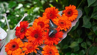 Butterfly Garden | Free Attractions at Singapore Changi International Airport