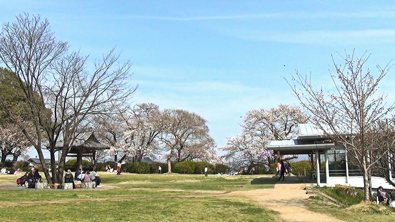 佐野城山公園の桜 Cherry Blossom 栃木県佐野市 Youtube