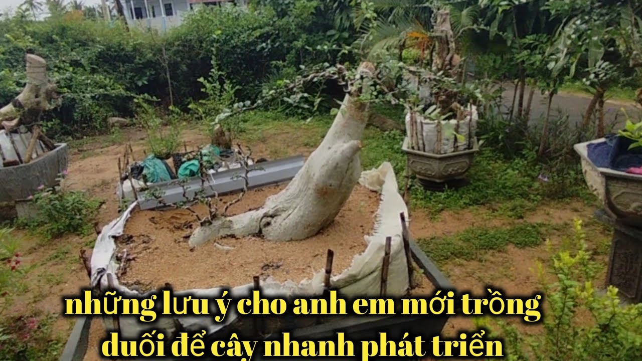 #250 một số nguyên nhân nuôi tay cành phôi duối lâu lớn chậm phát triển (ĐoànDự TV 1)