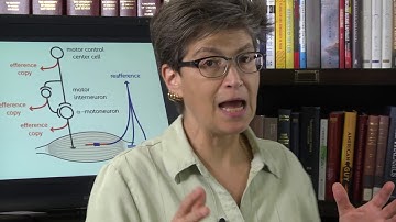 19.4 Cerebellar Circuits