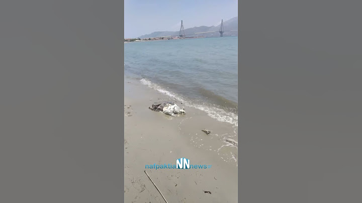 Αντίρριο:Νεκρή χελώνα καρέτα καρέτα.