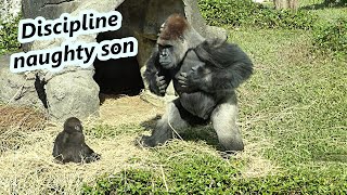 Little gorilla Ringo ran to 'save' when daddy bit big brother. / 小金剛猩猩Ringo看到爸爸咬哥哥 ,跑來想拯救哥哥