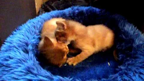Watch the video about Sorrel Somali Kittens playing / fight
