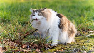 Walking our big cats outside on a leash by Norwegian Forest Cat Tales 1,363 views 1 year ago 6 minutes, 23 seconds