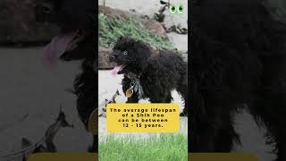 Shih Poo | #petmoo | #shorts by petmoo 18 views 7 months ago 1 minute, 1 second