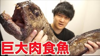 肉食魚オオカミウオをさばいたらお腹のブリブリがヤバかったwww