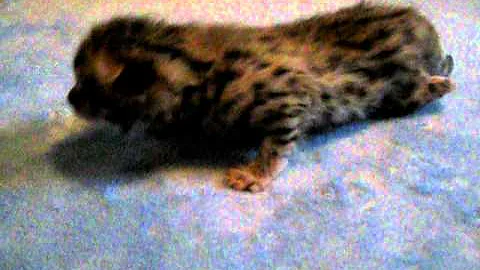 Video 2315521: cat f2 savannah kitten