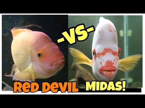 Red Devil or Midas What’s the Difference- Don't buy from Petsmart/Petco