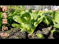 Green leafy quick choy  jin bao   asian garden 2 table