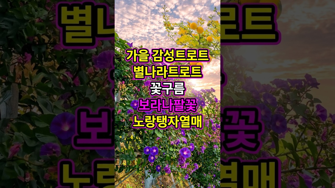 트로트,별나라 AI감성 트로트노래 작사작곡 안면도펜션 안면도여행 AI 가을감성폭발 꽃구름 보라나팔꽃,노랑탱자열매 #ai노래 #ai트로트 #트로트