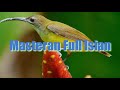 Masteran Murai Batu Masteran Kacer Masteran Cendet Masteran Cucak Ijo Full Isian Burung Kolibri Mp3 - Mp4 Download