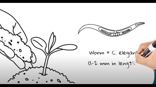 Inheriting more than just your parents' DNA: Epigenetics in the worm C. elegans (PLOS Biology) by PLOS Media 635 views 2 years ago 4 minutes, 24 seconds