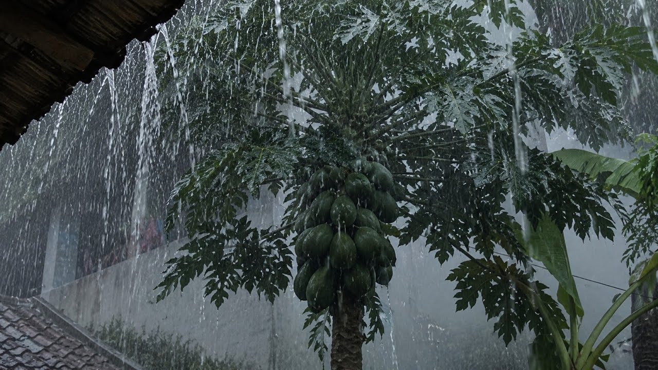 Watch Serene Rainy Afternoon in The Village 🏡 (No Thunder) | Calm Ambience of Roof & Greenery on YouTube Watch Serene Rainy Afternoon in The Village 🏡 (No Thunder) | Calm Ambience of Roof & Greenery on YouTube